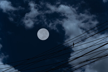 Full moon with cloud and bird on electric wire.