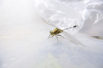 dragonfly close up