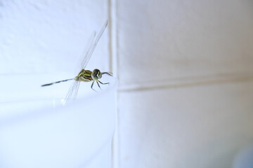 dragonfly in room