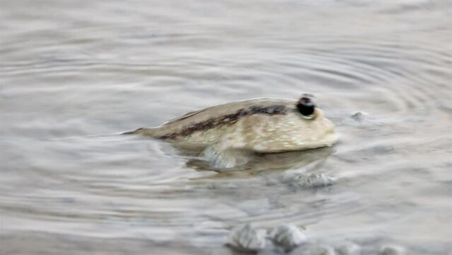 A mudskipper digs a hole in the muddy bottom of the confluence of the river with the sea, Thailand