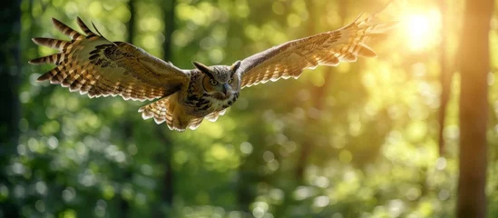 Poster A bird of prey from the Accipitridae family, the owl is a terrestrial animal with sharp beak, wings, and feathers. It flies through the woods © 2rogan