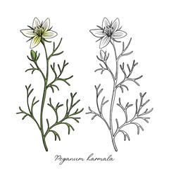 vector drawing wild rue , Peganum harmala , hand drawn illustration