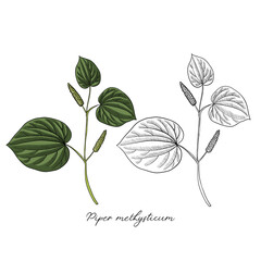 vector drawing kava plant, Piper methysticum , hand drawn illustration - obrazy, fototapety, plakaty
