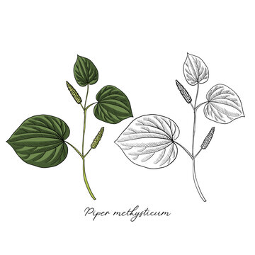 vector drawing kava plant, Piper methysticum , hand drawn illustration