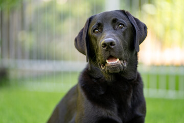 A black Labrador Retriever puppy in a green environment