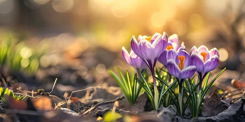 Foto op Plexiglas Young crocus flowers at spring sunny day © Aleksandr Bryliaev