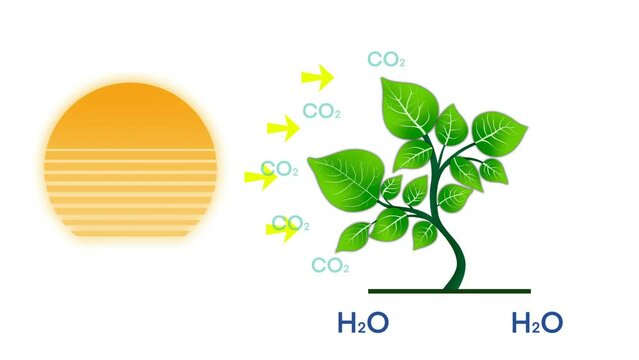 photosynthesis, plant has emerged from nutrient-rich soil and surrounded by a variety of chemical elements that are essential for photosynthesis, including carbon dioxide, water, oxygen, and glucose