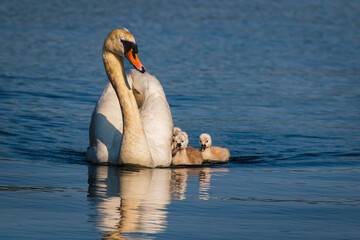 Mother  Mute Swan (Cygnus olor) swims gracefully on the lake  with her baby cygnets