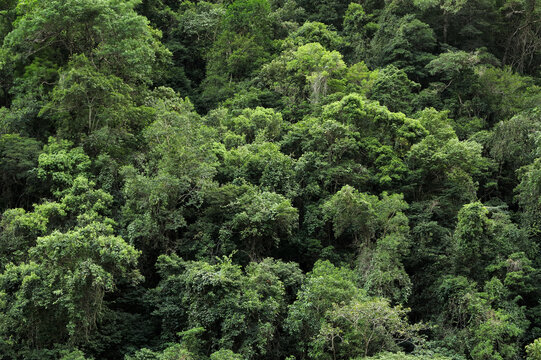 rainforst canopy, North Queensland, Australia