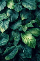 A dense array of vibrant green tropical leaves creating a textured natural background
