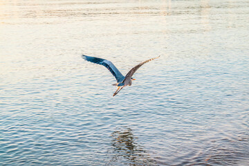 A grey heron, Ardea cinerea, flies over water.