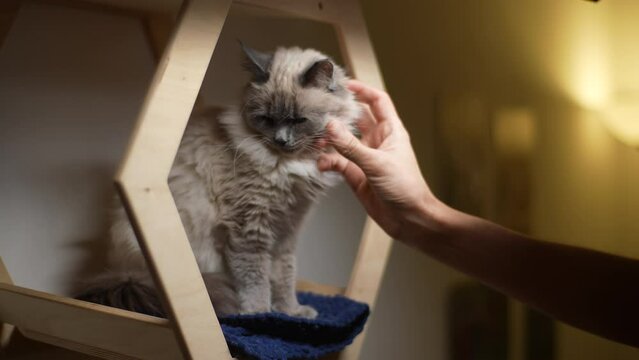 Close-up hands of unrecognizable female cat cafe visitor plays with fluffy pet sitting on shelve of climbing playground. Domestic cat resting on climbing wall. Beautiful long hair relax at hotel.