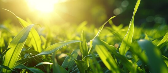 The sunlight filters through the blades of grass in the field, creating a beautiful natural landscape with plants and trees