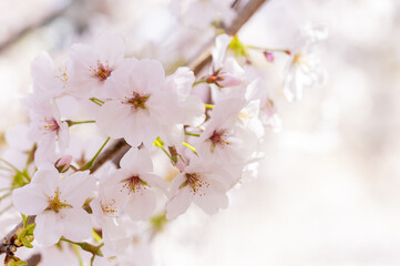 桜の花