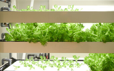 indoor uran farming. Organic vertical farming, vegetable hydroponic system. © BH