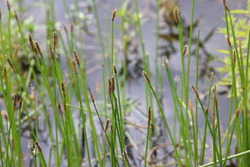 Eleocharis mamillata, spikerush from Finland, no common English name