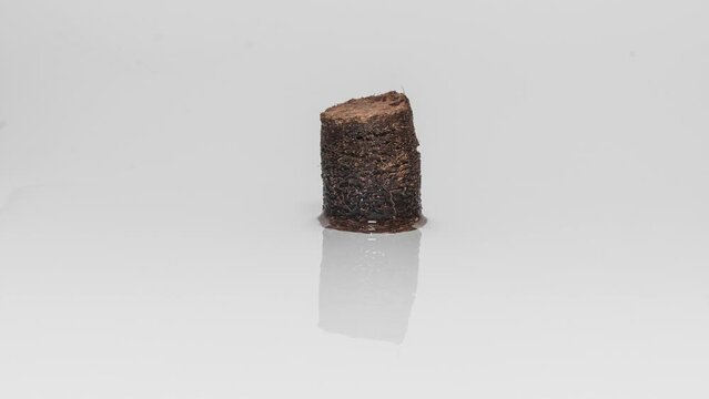 Coco Peat Pellet Expanding In Wet Surface. timelapse