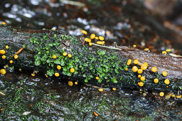 Vibrissea truncorum, a sac fungus with no common English name growing in forest streams in Finland during springtime