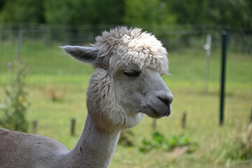 Obraz premium Alpaca with thick fluffy coat and pronounced hairstyle