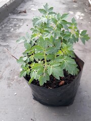 Tomato tree in a small polybag