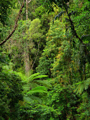 Rainforest at Lake Morris, Queensland, Australia