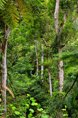 Obraz premium Rainforest at Lake Morris, Queensland, Australia