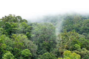 rainforest at Lake Morris near Cairns, Queensland, Australia
