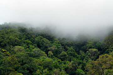 Misty Rainforest near Cairns, Queensland, Australia