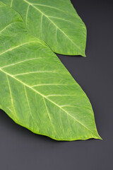 Two fresh green leaves on black background.