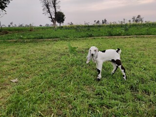 animal goat baby