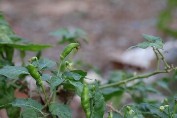 beans growing in the garden