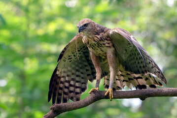 Changeable hawk eagle catching a prey