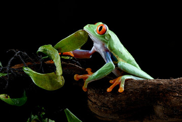Red eyed tree frog in the bush