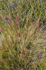 Closeup of  Fountain grass, Pennisetum setaceum, that stays green during warm winter in Phoenix, Arizona
