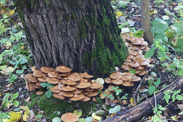 Shaggy scalycap, Pholiota squarrosa, known also as shaggy Pholiota, or scaly Pholiota, wild mushroom from Finland