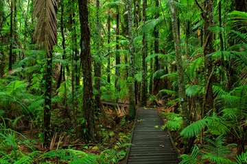 Gardinen Rainforest Scenery near Cairns, Far North Queensland, Australia © Ralph