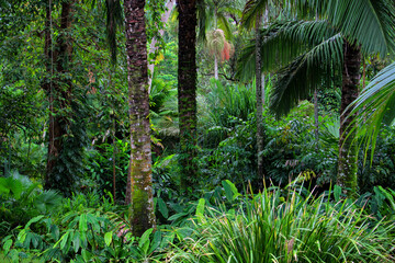 Tropical Garden, Queensland, Australia