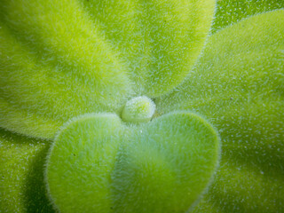 Pistia Water Letture Close-up leaves background