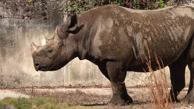A whole body shot of the black rhinoceros walking around slowly. 4K