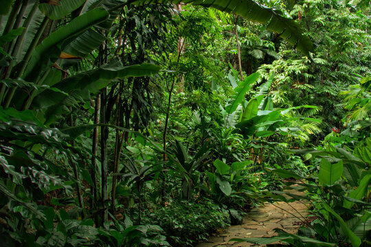 tropical garden, Queensland, Australia