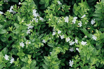 Closeup green leaves and white flowers of Cuphea hyssopifolia background