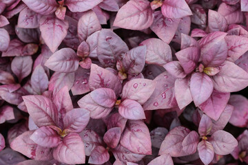 Closeup red fresh leaves of Alternanthera Joseph's background