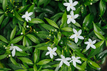 Closeup white Gardenia crape jasmine flower background - obrazy, fototapety, plakaty