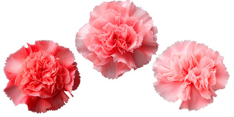 Set of Carnation flowers, isolated on transparent background, Blossom