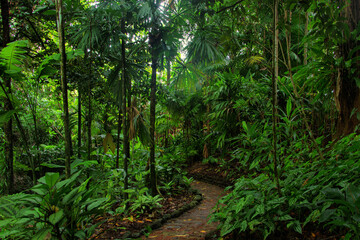 Fototapeta na wymiar tropical garden, Queensland, Australia