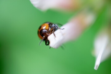 ladybird on a leaf