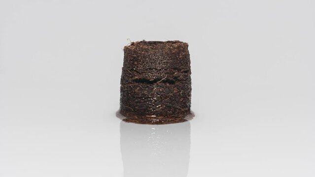 Coconut Peat Pellet Absorbing Water In Wet Surface And Extending. Coco Soil. timelapse