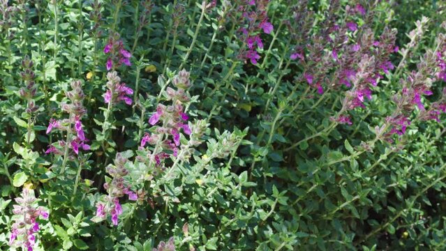 Wall germander (Teucrium chamadrys) plant in bloom. An evergreen subshrub is grown for its attractive, dark green aromatic foliage and its light pink to deep purple flowers