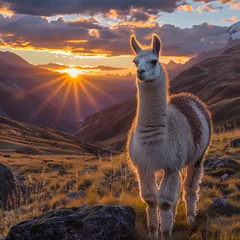 Deurstickers White llama walking towards the sunrise in the mountains of Peru © xavmir2020