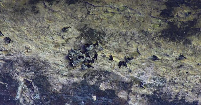 Static video of Cliff Swallows at the Hamilton Pool Preserve under a rock ledge.